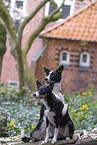Border Collies