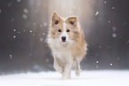 Border Collie in the Winter