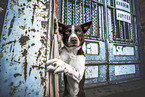 Border Collie
