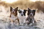 male Border Collies