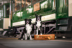 Border Collies