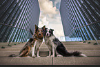 male Border Collies