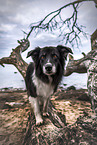 male Border Collie