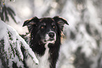 male Border Collie