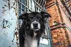 male Border Collie