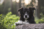 male Border Collie