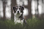 female Border Collie