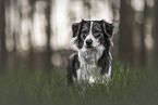 female Border Collie