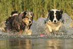 dogs