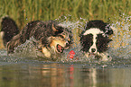 dogs