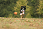 Border Collie