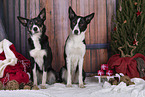 2 Border Collies