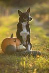 Border Collie