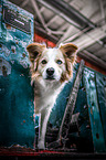 Border Collie
