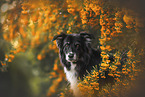 male Border Collie