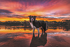 male Border Collie