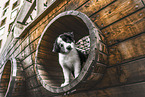 Border Collie Puppy