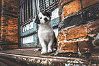 Border Collie Puppy