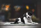 Border Collie Puppy