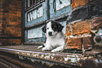 Border Collie Puppy