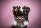 male Border Collie