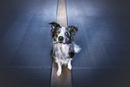male Border Collie