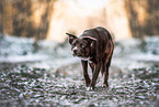 Border Collie