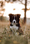 Border Collie Puppy
