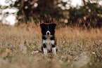 Border Collie Puppy