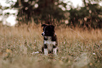 Border Collie Puppy