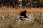 Border Collie Puppy