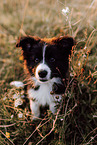Border Collie Puppy