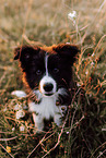 Border Collie Puppy