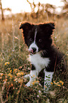 Border Collie Puppy