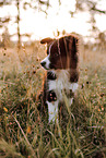 Border Collie Puppy