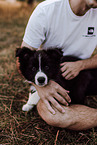 Border Collie Puppy