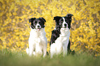 Border Collies