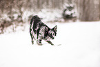 Border Collie
