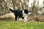 Border Collie Puppy