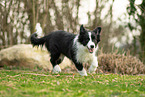 Border Collie Puppy