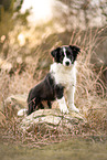 Border Collie Puppy