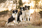 Border Collies