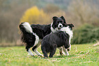 Border Collies