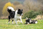 Border Collies