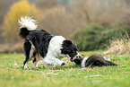 Border Collies