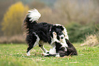 Border Collies