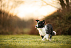 Border Collie Puppy