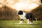 Border Collie Puppy