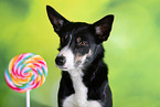 Border Collie