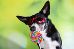 Border Collie